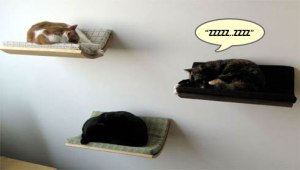 cat_shelves